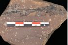 Foto (Detailsansicht) von Quercus palaeoilex Ettingshausen (NHMW-GEO-2024-0188-0759)